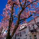 Downtown Bonn